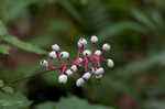 White baneberry <BR>Doll's eyes